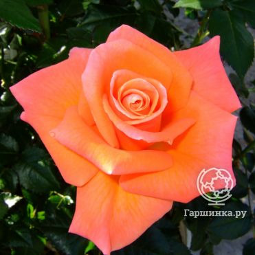 Роза Мамма Миа, Фрайер (лиц)