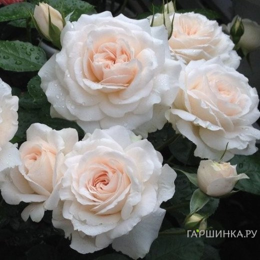 Роза Мисс Диор, Харкнесс (лиц)