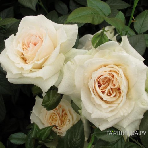 Роза Прайд энд Преджудис, Харкнесс (лиц)