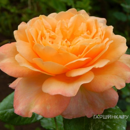 Роза Самаритан, Харкнесс (лиц)