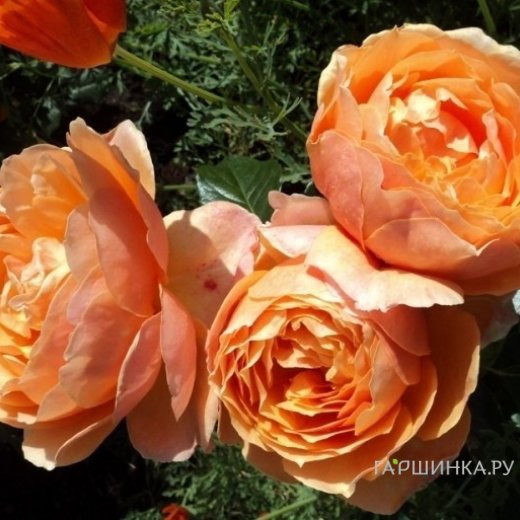 Роза Ст.Ричард Чичестер/Шерлок Холмс, Харкнесс (лиц)