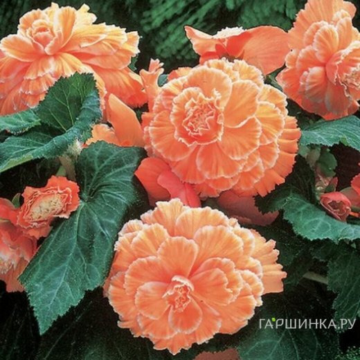 Бегония Пикоти Лейс Оранж 1шт