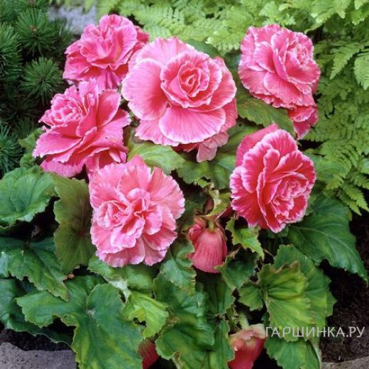 Бегония Пикоти Лейс Пинк 1шт.