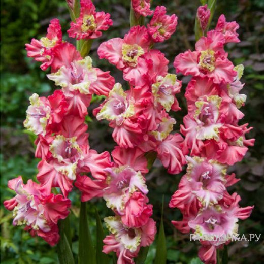 Гладиолус Брокен Харт Фриззл крупноцветковый 5 шт