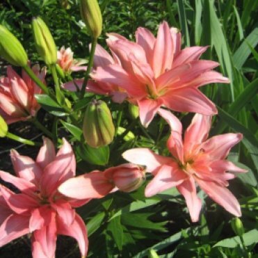 Лилия Афродита азиатская махровая/2шт