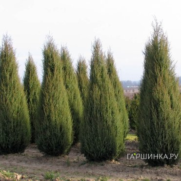 Можжевельник виргинский