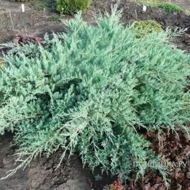 Можжевельник виргинский Грей Оул