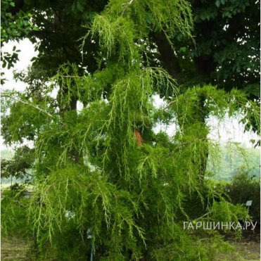 Можжевельник виргинский Пендула