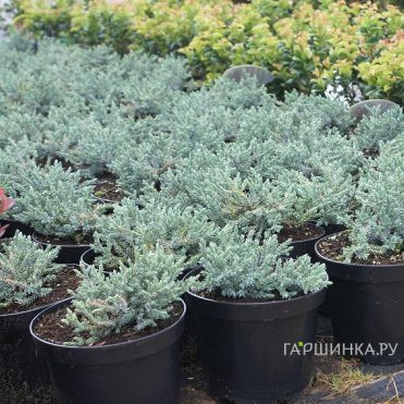 Можжевельник чешуйчатый Тропикал Блу
