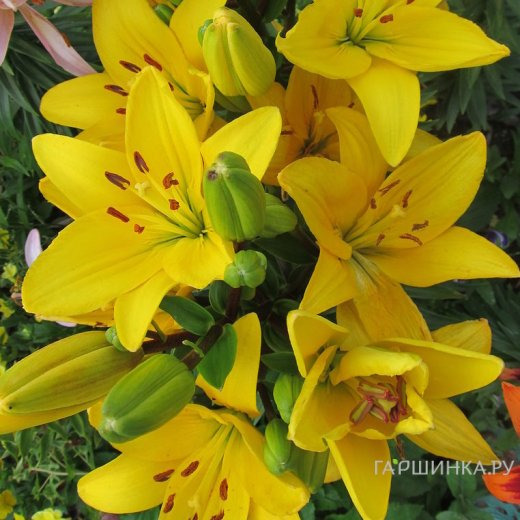 Лилия Эль Диво ЛА-гибрид желтая