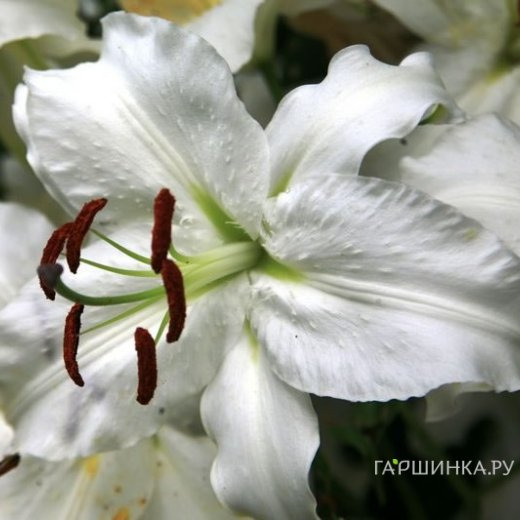 Лилия Саронно ОТ-гибрид