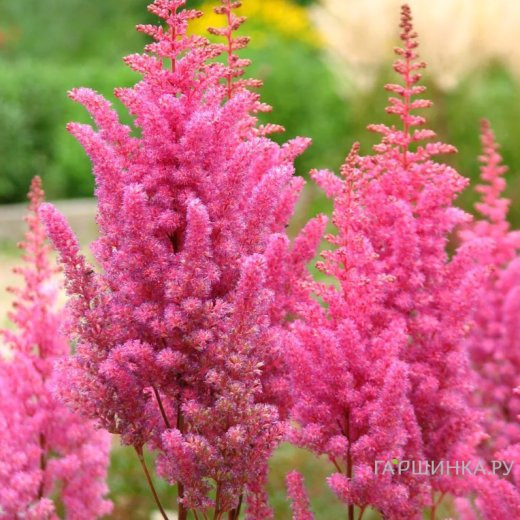 Астильба арендса Глория