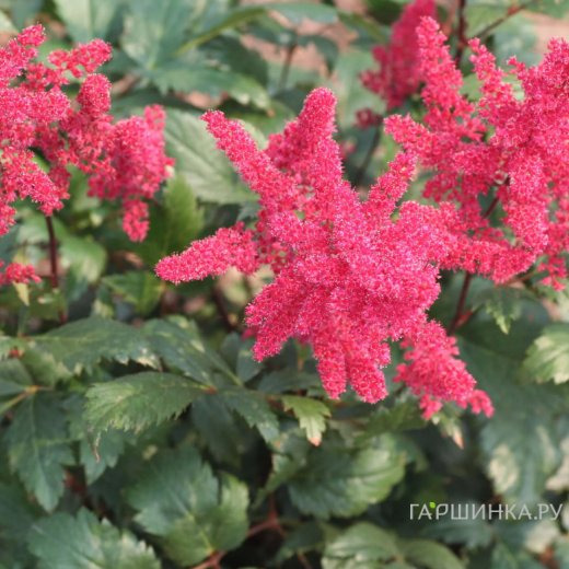 Астильба арендса Спинелл