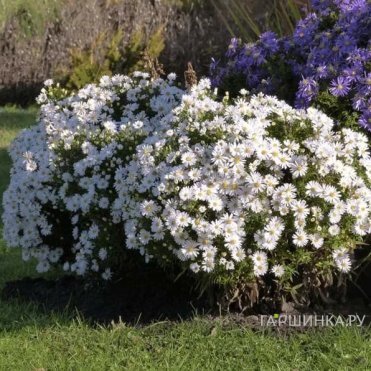 Астра Аполло кустарниковая