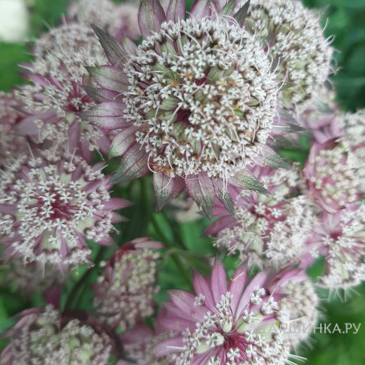 Астранция Примадонна крупная