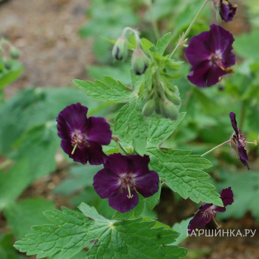 Герань Ревен темная