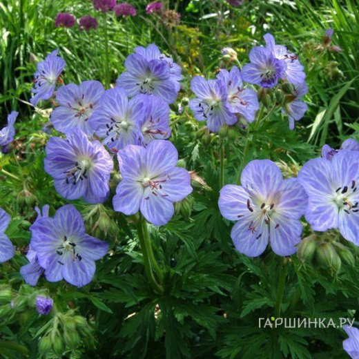 Герань Миссис Кендл Кларк