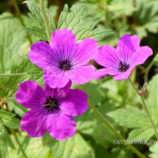Герань Ред Адмирал