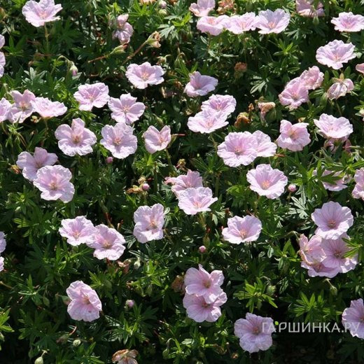 Герань кроваво-красная Апфельблют