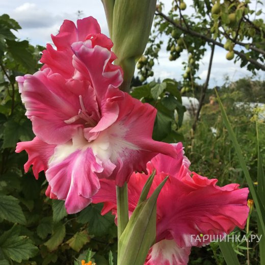 Гладиолус Новый кардинал
