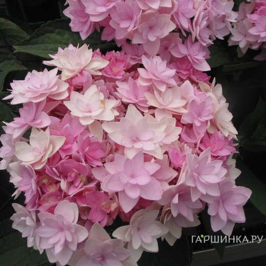 Гортензия макрофила (Ю энд Ми) Романс