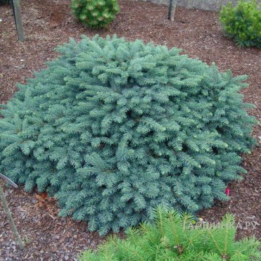 Ель колючая Соня