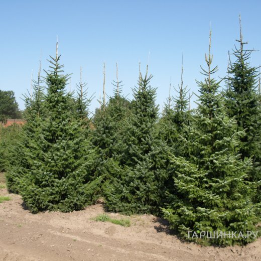 Ель сербская