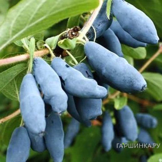 Жимолость Голубое веретено