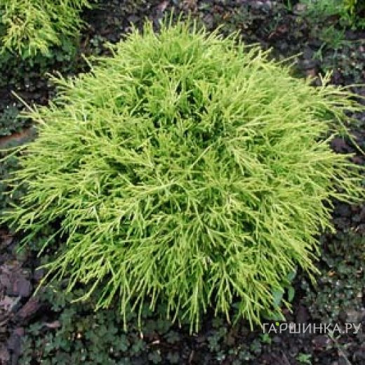 Кипарисовик Санголд горохоплодный