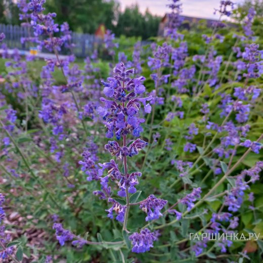 Котовник Фассена Уолкерс Лоу
