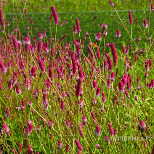 Кровохлебка Пинк Танна