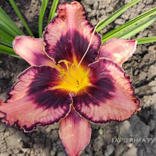 Лилейник Овесом Блоссом