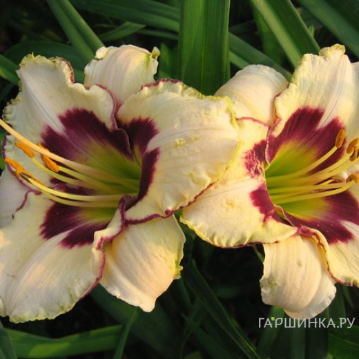 Лилейник Канадиан Бордер Патрол