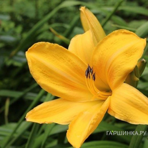 Лилейник Чикаго Санрайз