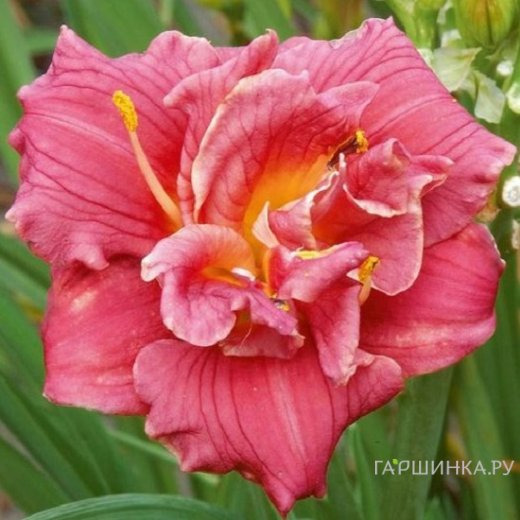 Лилейник Кьют Эз Кэн Би