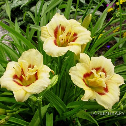 Лилейник Лонгфилдс Энджел