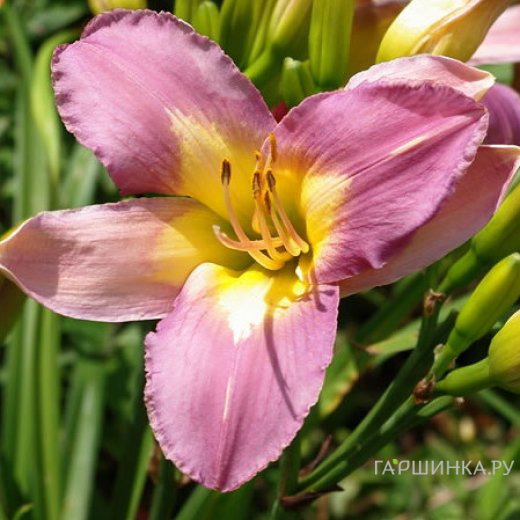 Лилейник Нил Крейн