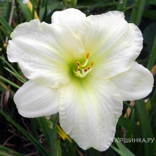 Лилейник Вайт Темптейшн