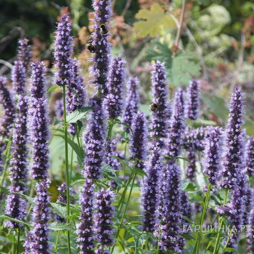 Лофант (Агастахе) Блэк Аддер