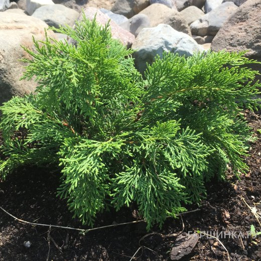 Микробиота перекрестнопарная