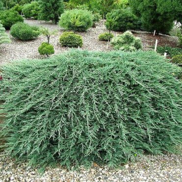 Можжевельник горизонтальный Вилтони