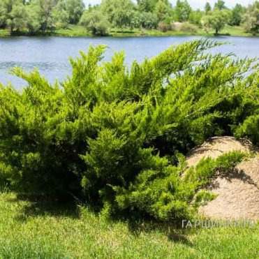 Можжевельник казацкий