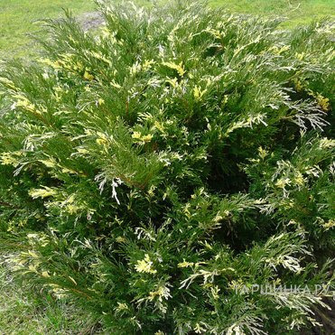 Можжевельник казацкий Вариегата