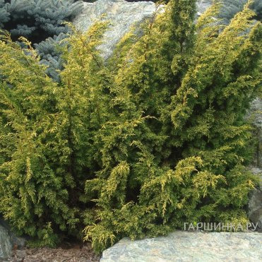 Можжевельник китайский Ауреа