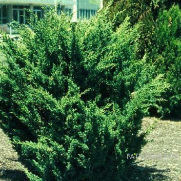 Можжевельник китайский Блаув