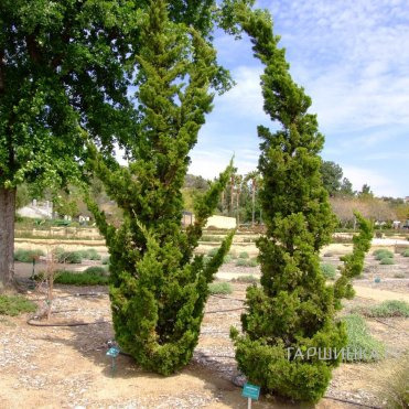 Можжевельник Кайзука китайский