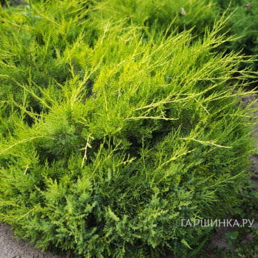 Можжевельник китайский Куривао Голд