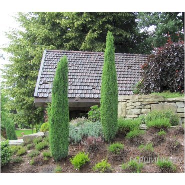 Можжевельник Сентинел обыкновенный