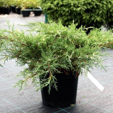 Можжевельник средний Вайт Сплэш