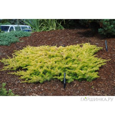 Можжевельник средний Голдфирн